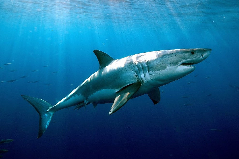 Τρομακτικό βίντεο: Καρχαρίας δαγκώνει ψαροντουφεκά στο πόδι